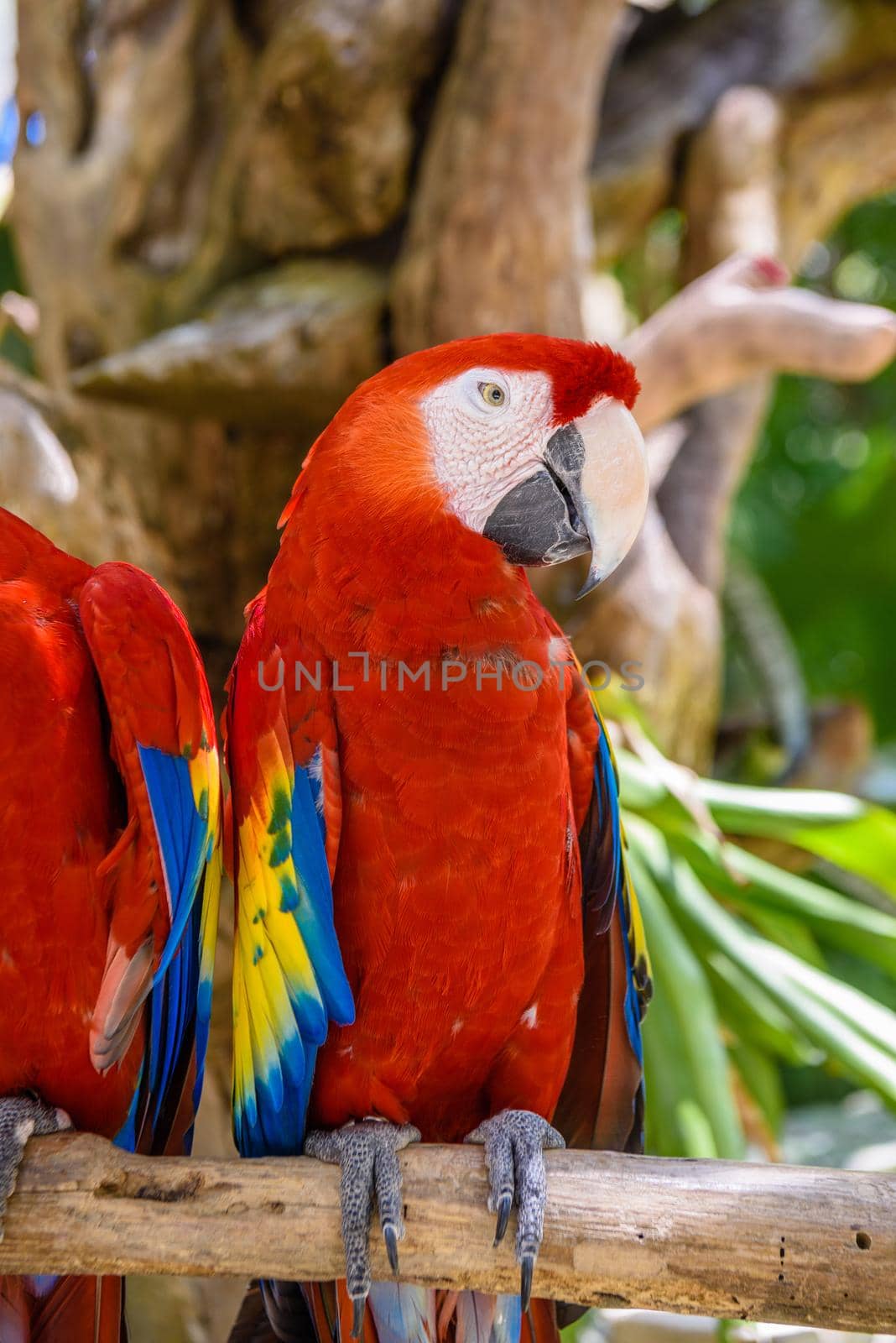 2 scarlet macaws Ara macao , red, yellow, and blue parrots sitting on the brach in tropical forest, Playa del Carmen, Riviera Maya, Yu atan, Mexico.