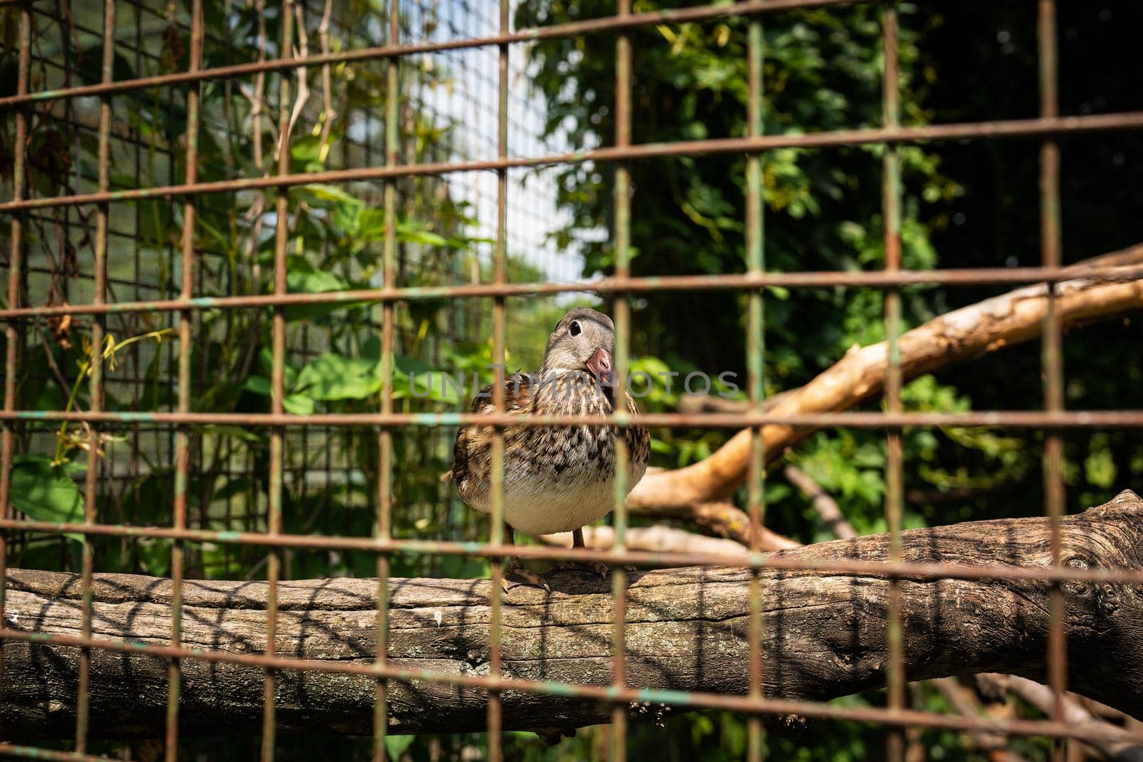 A beautiful colorful mandarin duck sits on a branch in a zoo. by sfinks