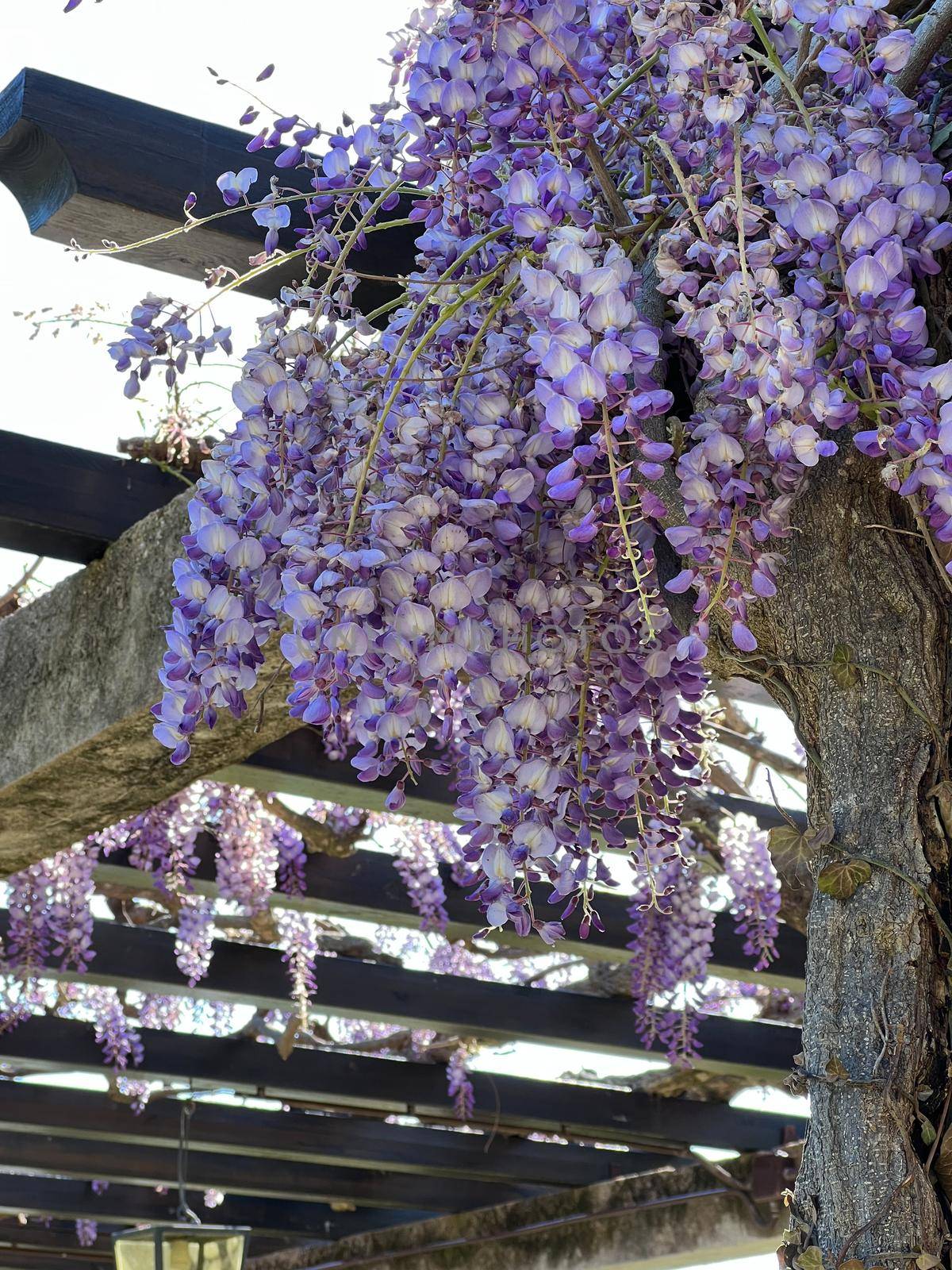 Lilac flowers of wisteria on a gazebo in the garden. High quality photo