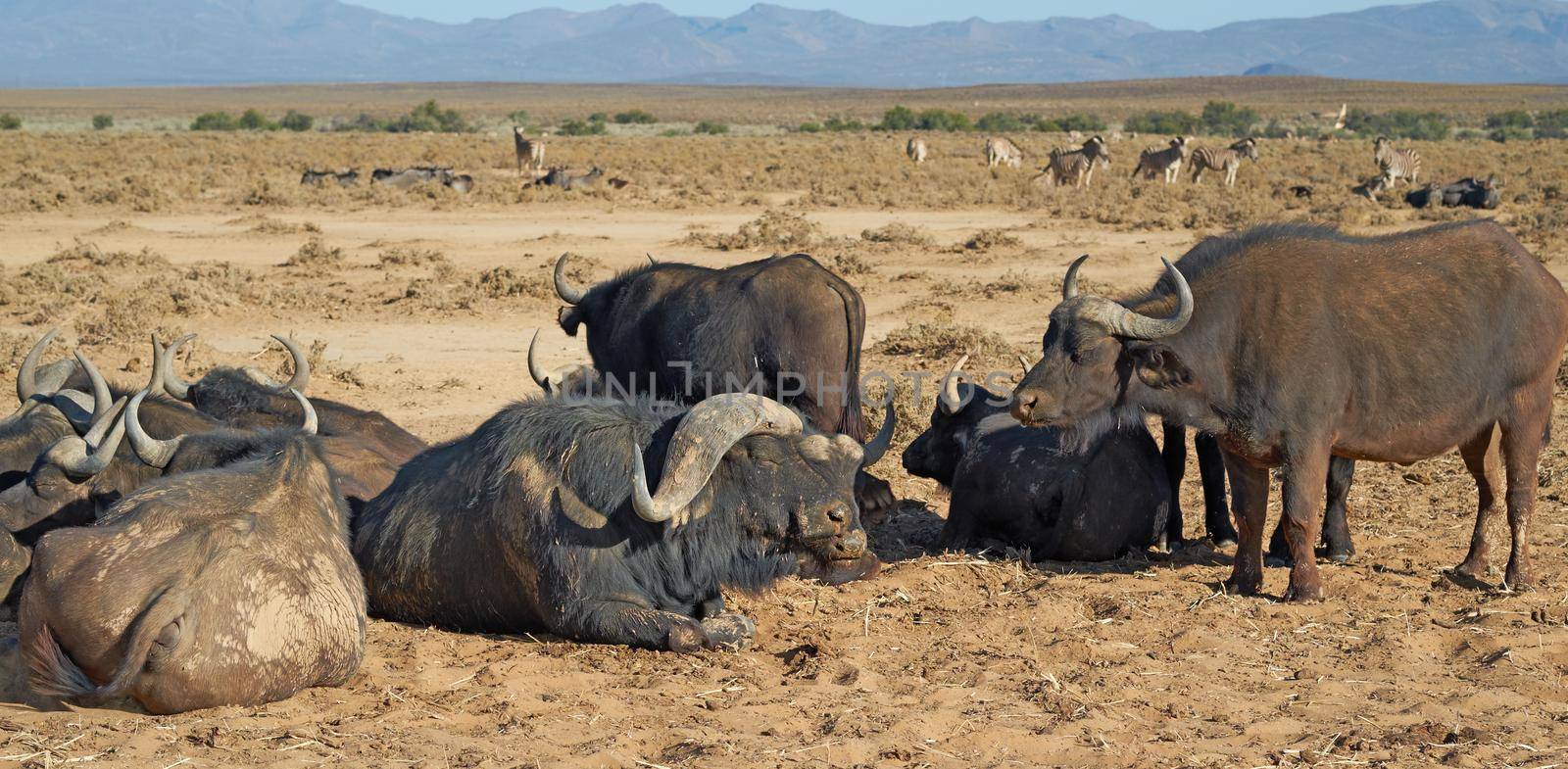 A herd of wild African Buffalo outdoors on the safari on a hot summer day. Wildlife in the savannah basking in the sun before migrating to another region. A view of animals in the wilderness.