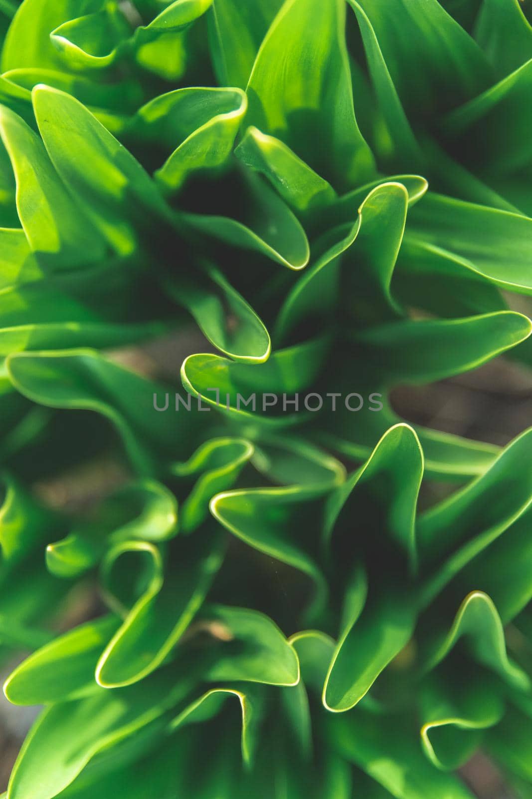 Top view of abstract flower green leaves