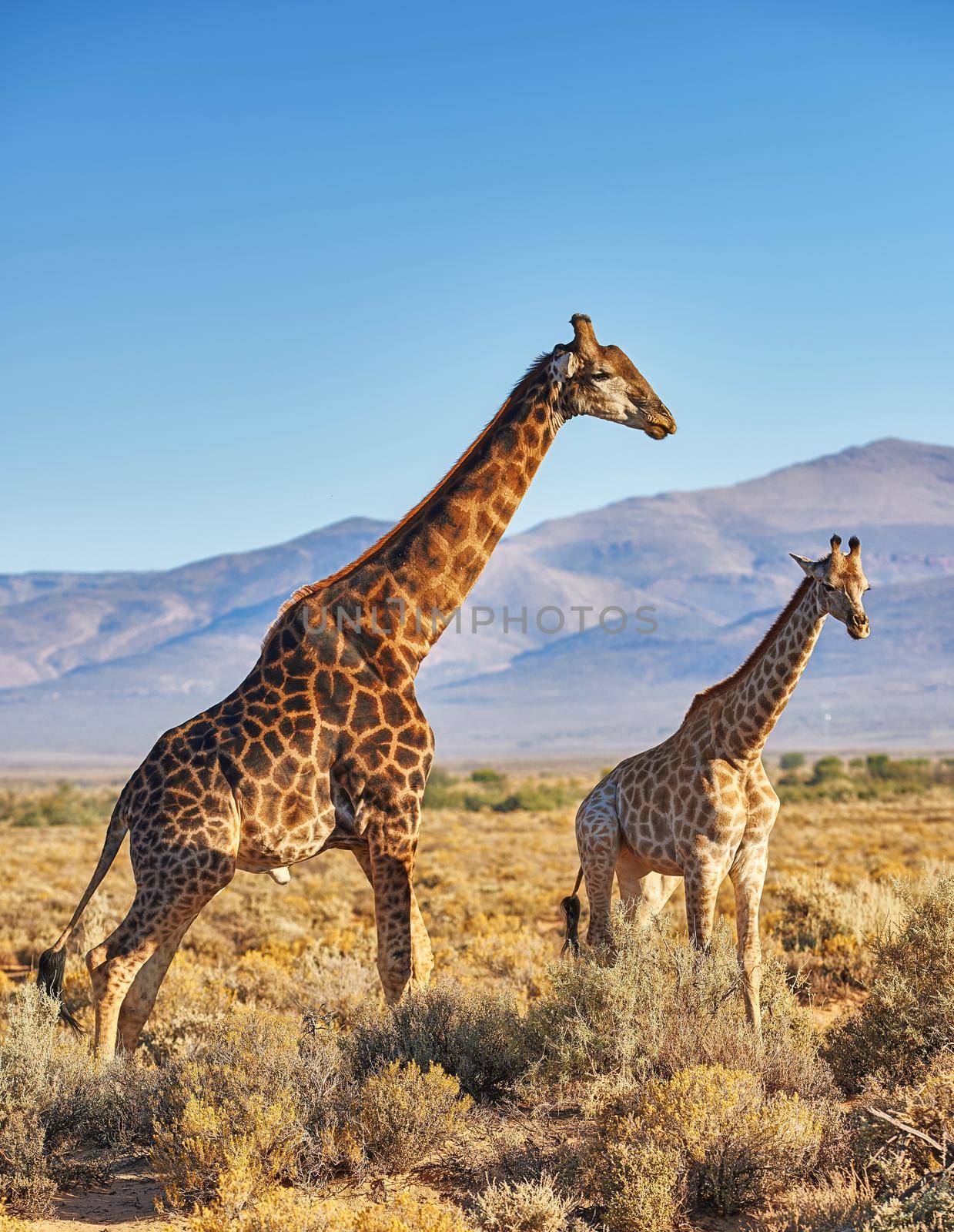 Giraffes in Savanna in safari on hot, sunny summer day. Wilderness of nature full of light brown bushes, grass and mountains in background. Wild space in South Africa where animals roam free.