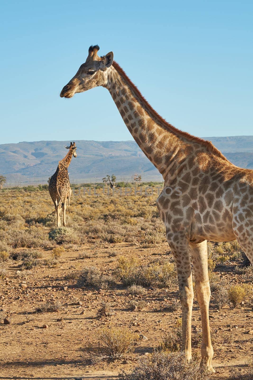 Giraffes in the safari outdoors in the wild on a hot summer day. Wildlife conservation national park with wild animals walking on dry desert sand in Africa. A long neck mammal in the savannah region.
