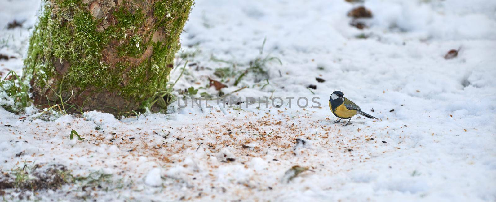 Supporting and feeding bird life during the winter season as part of nature conservation and protection. Eurasian blue tit standing outside on the snow during an icy and cold morning after snow fall.
