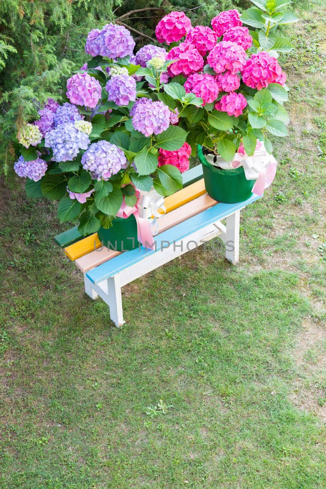 Ortensia flowers - Hydrangea - decoration garden. Romantic and delicate gift.