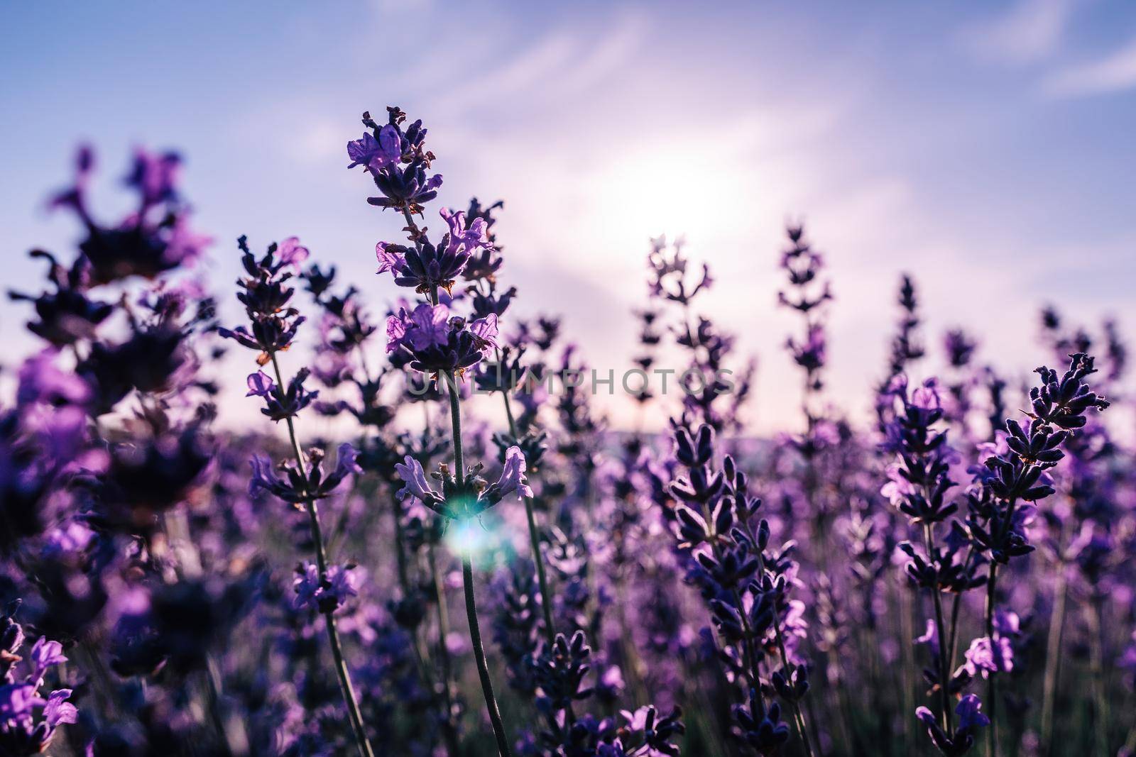 Close up Lavender flower blooming scented fields in endless rows on sunset. Selective focus on Bushes of lavender purple aromatic flowers at lavender fields