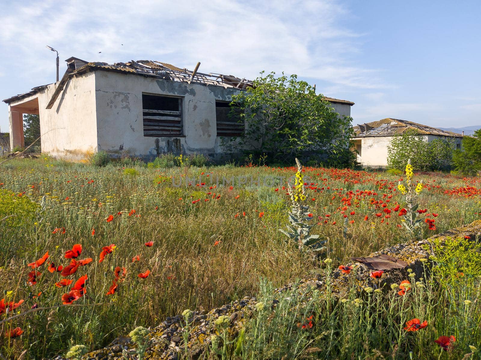 Red poppies and abandoned building in Georgia travel by javax