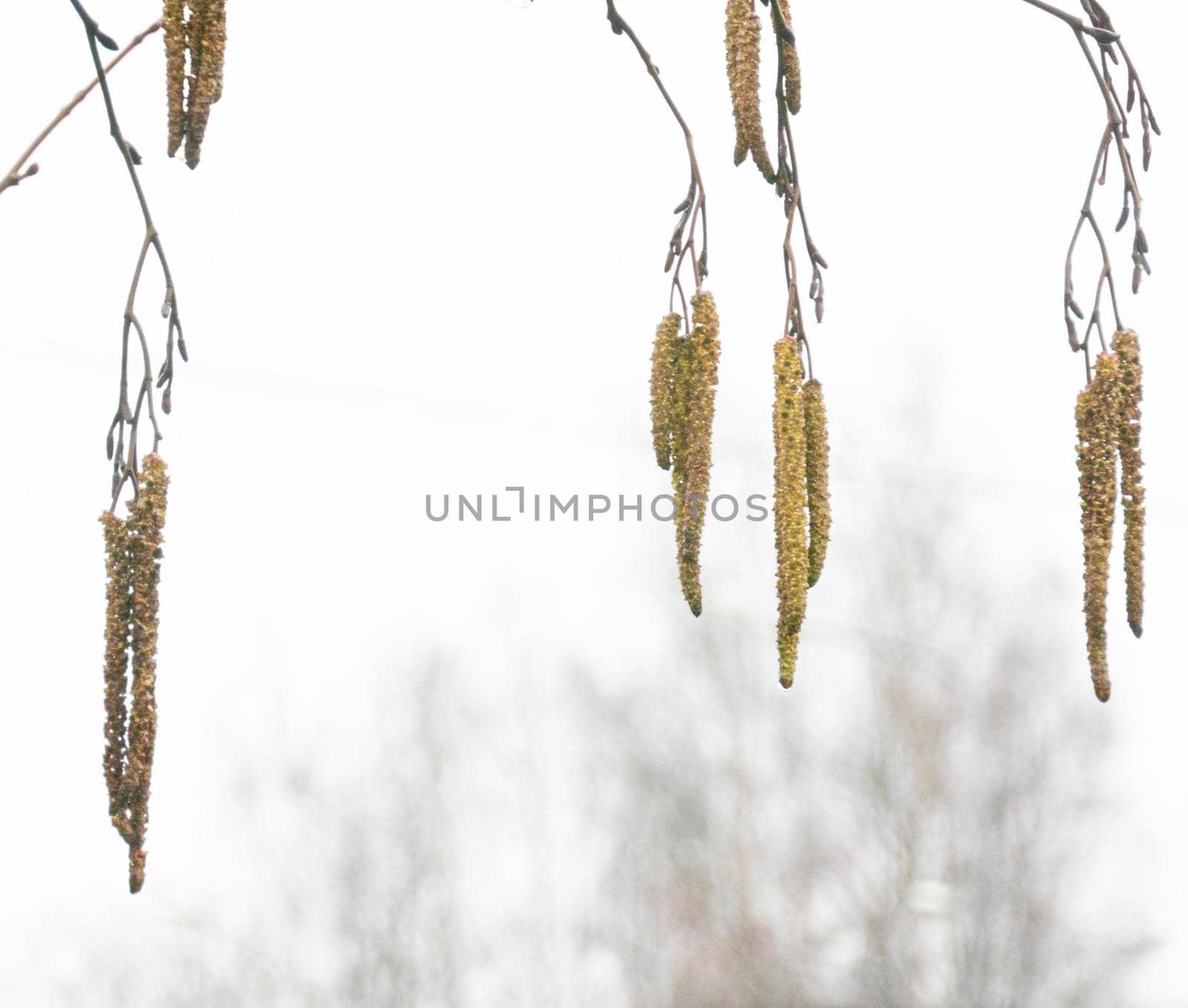 dramatic alder branches with cones and earrings on the background of the autumn sky