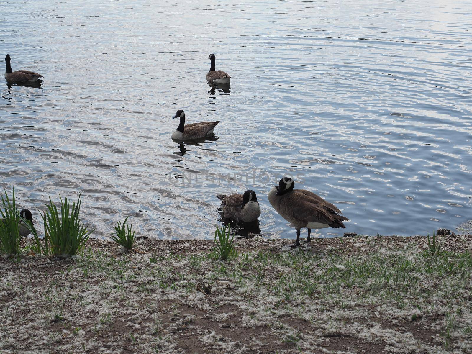mallard wild ducks in a pond of water