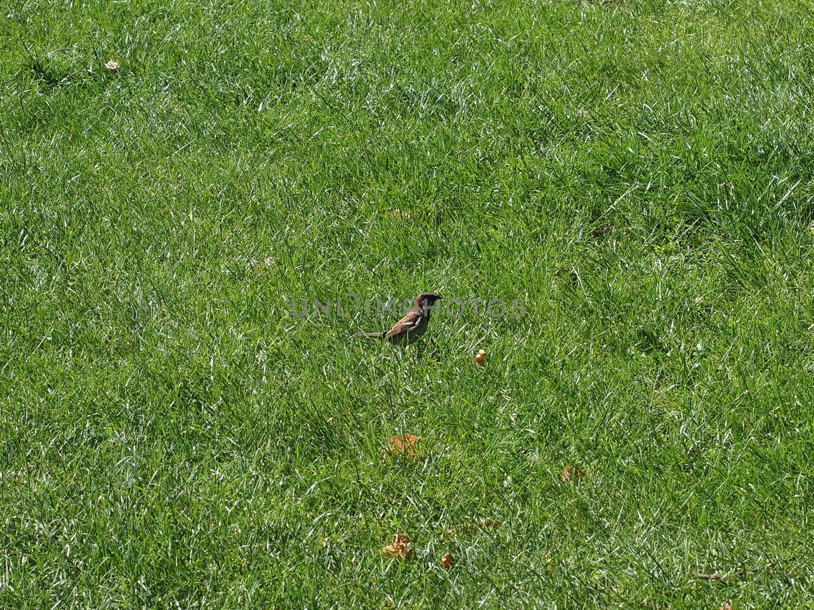 common blackbird scientific name Turdus merula of animal class birds in a meadow