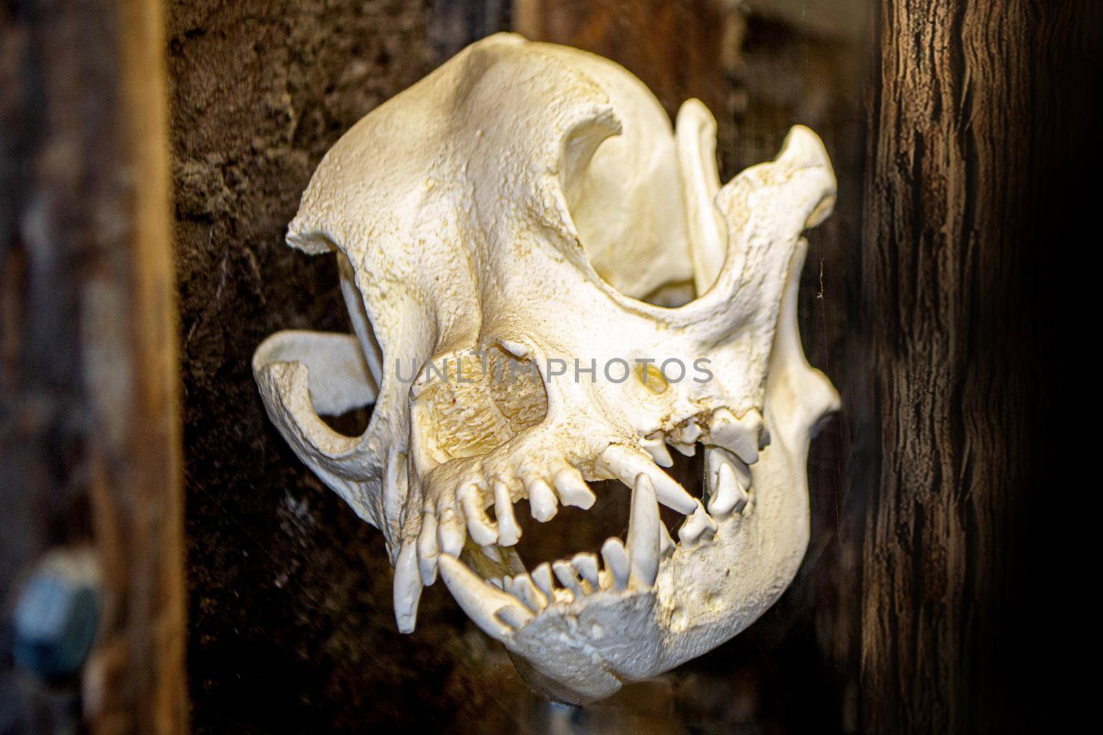 Dog skull on a rustic wooden table. High quality photo