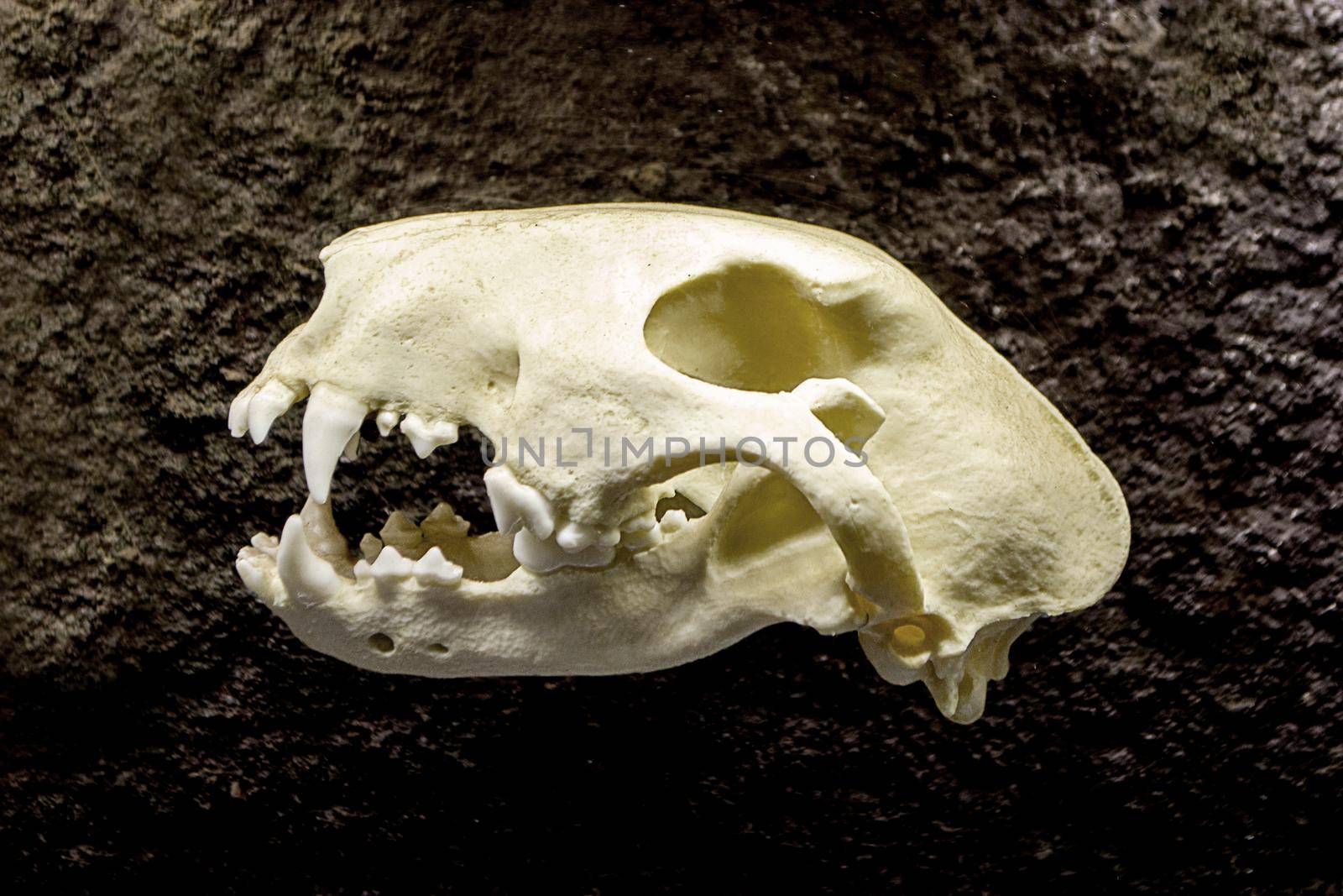 Dog skull on a rustic wooden table. High quality photo