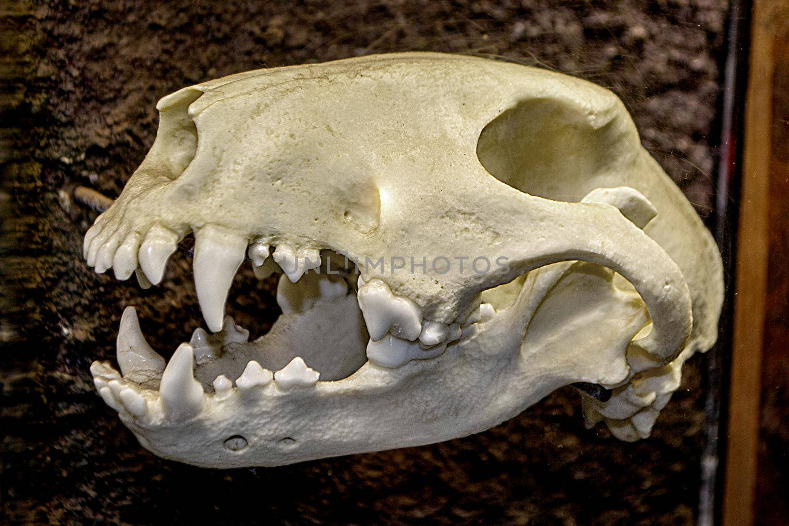 Dog skull on a rustic wooden table. High quality photo