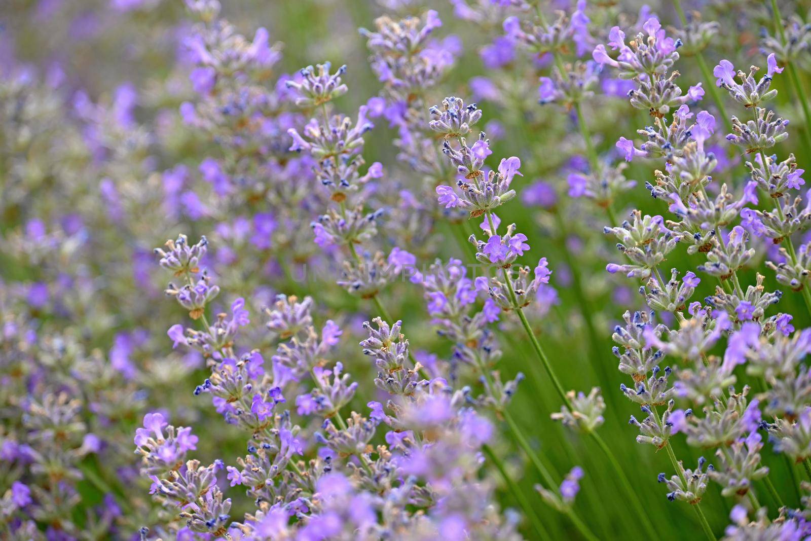 Lavender  (Lavandula). Beautiful blooming purple flower - medicinal plant. Natural colorful background. 