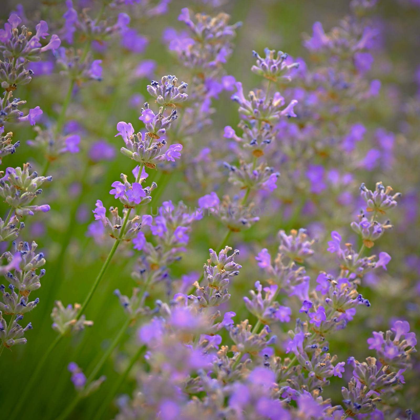 Lavender  (Lavandula). Beautiful blooming purple flower - medicinal plant. Natural colorful background. 