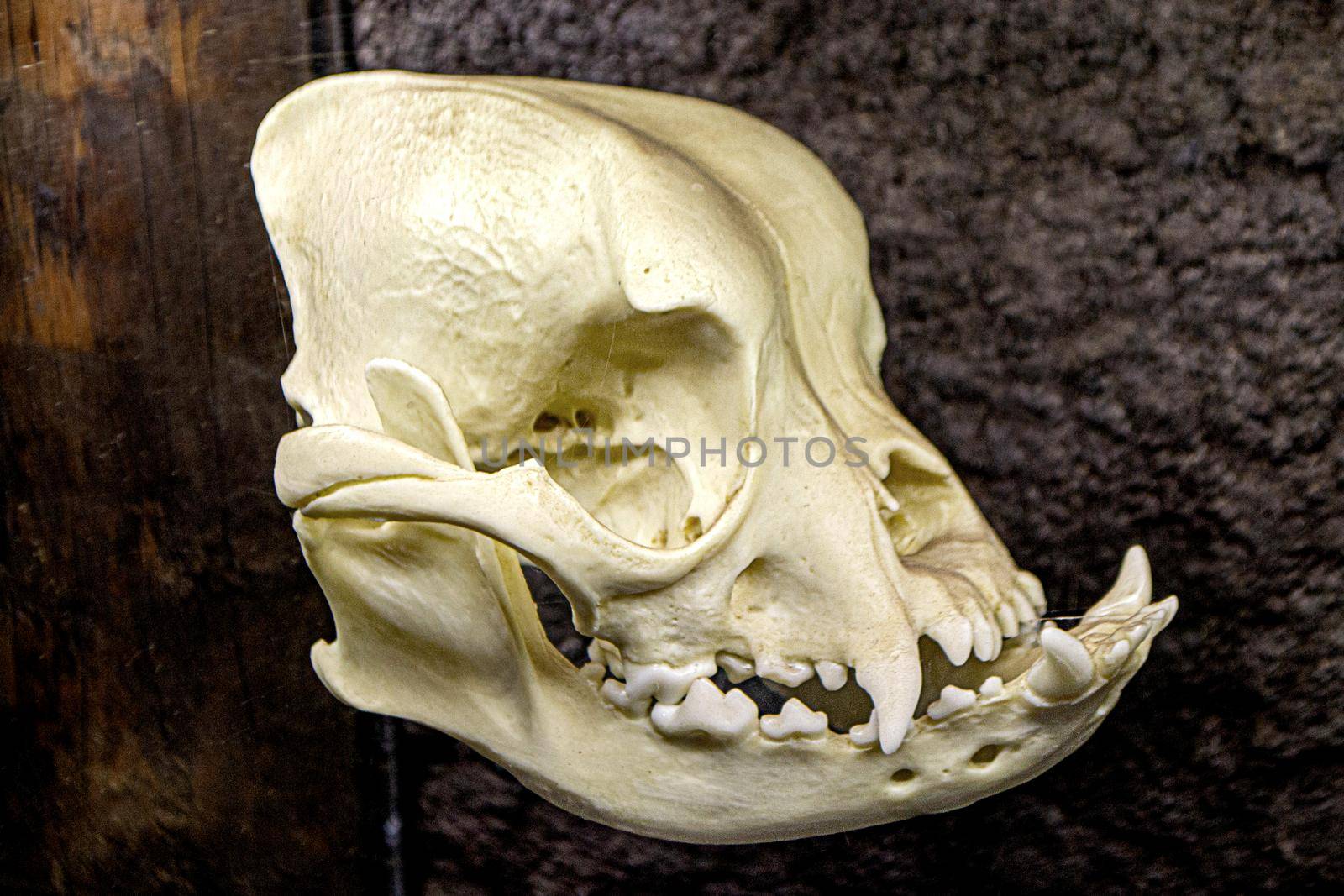 Dog skull High quality photo by milastokerpro