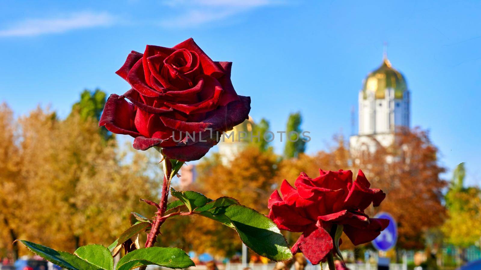 a prickly bush or shrub that typically bears red, pink, yellow, or white fragrant flowers, native to north temperate regions.Red rose of the black magic family on a warm sunny day.