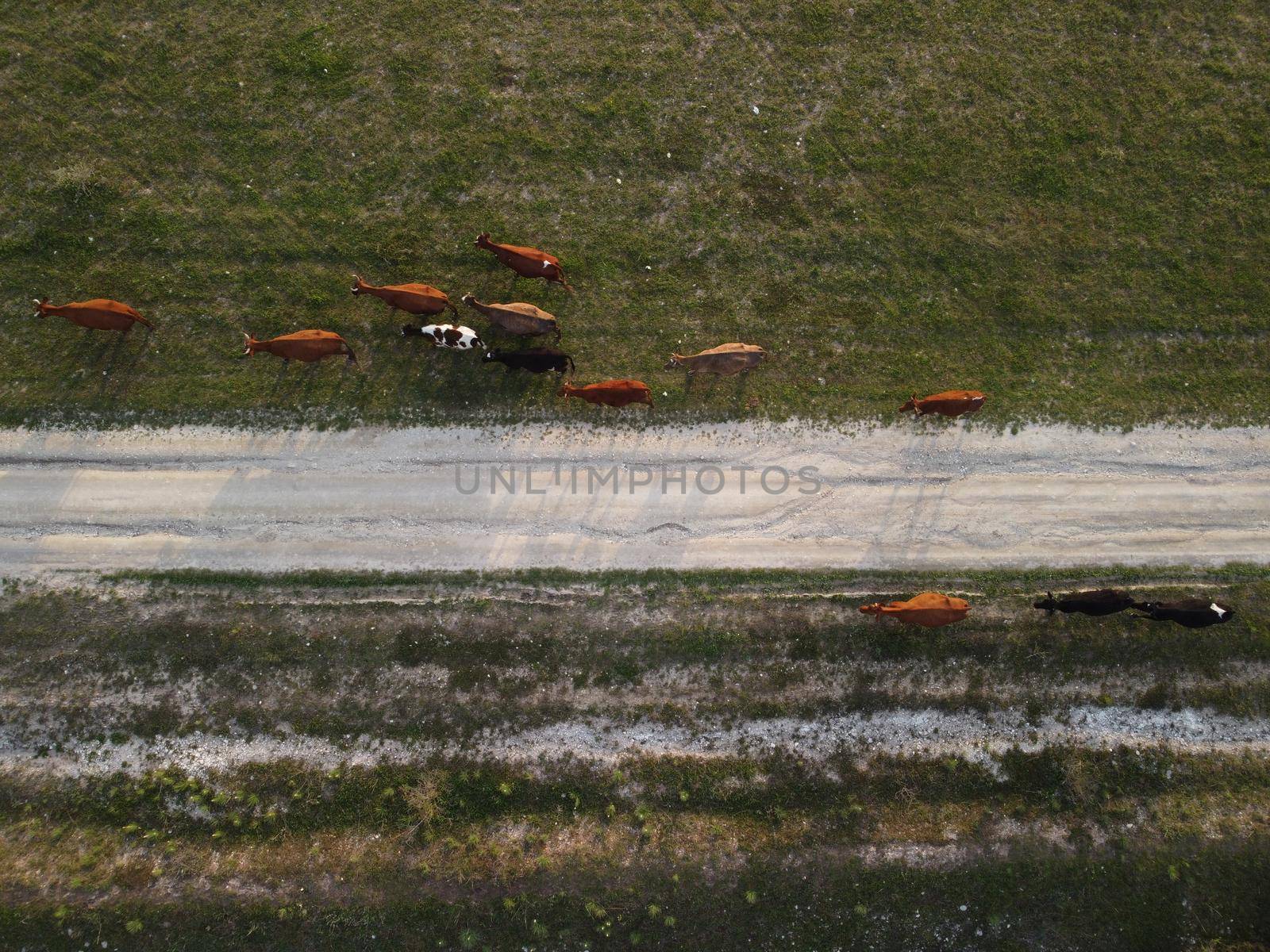 Flying over a small herd of cattle cows walking uniformly down farm road on the hill. Black, brown and spotted cows. Top down aerial view of the countryside on a sping sunset. Idyllic rural landscape