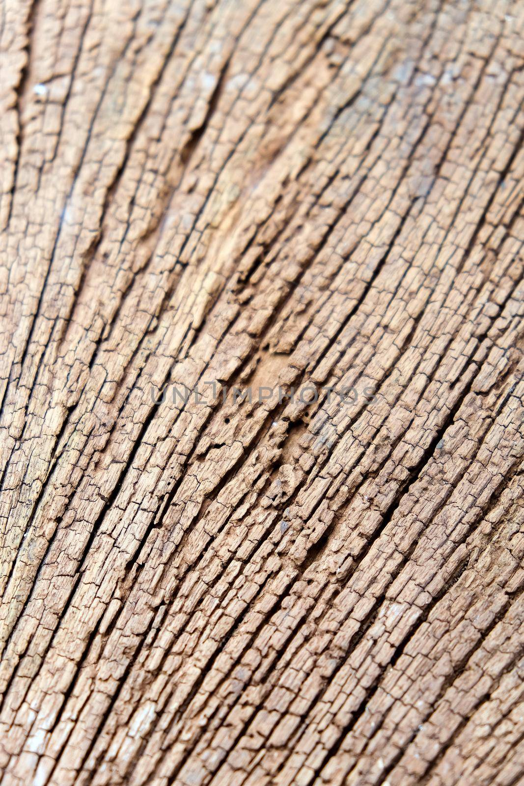 texture of termites devour timber from the inside
