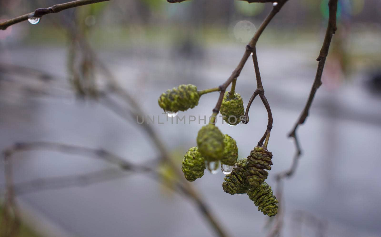 dramatic alder branches with cones and earrings on the background of the autumn sky