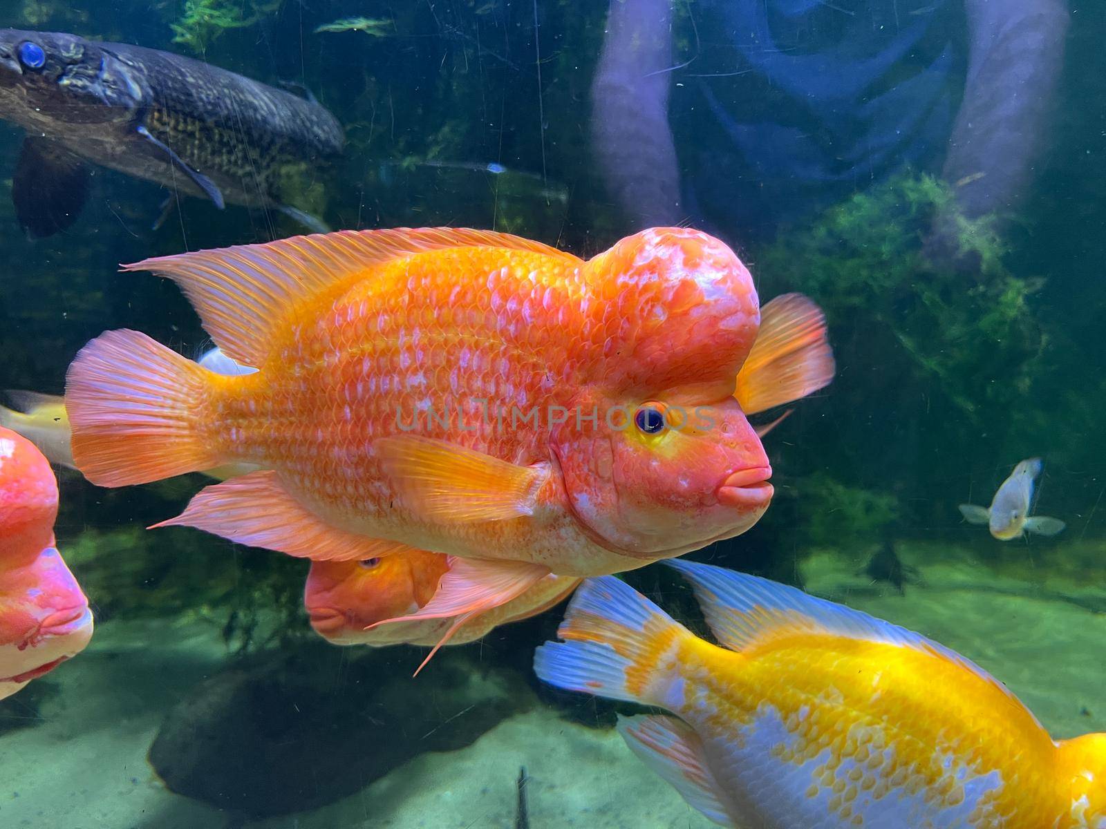 Red midas cichlid swims near the reef to the aquarium. High quality photo