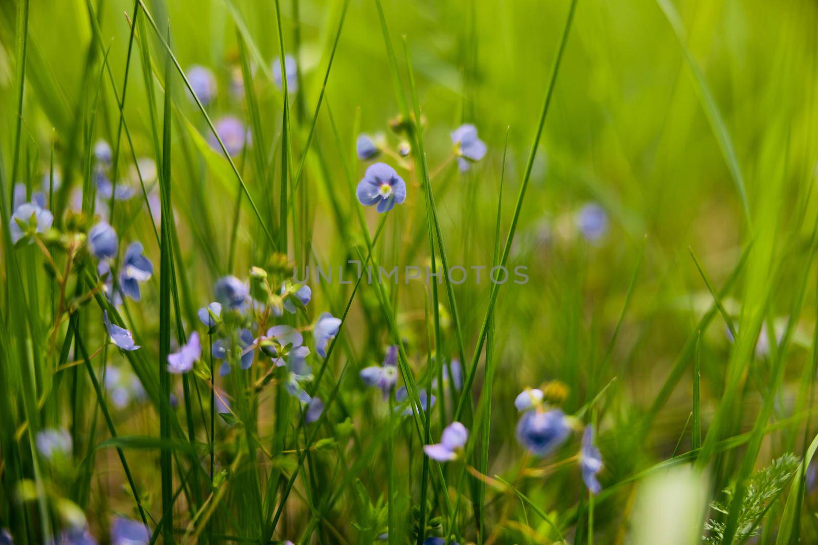 photo of small blue wildflowers in the grass in the sun. Macro shooting. High quality photo