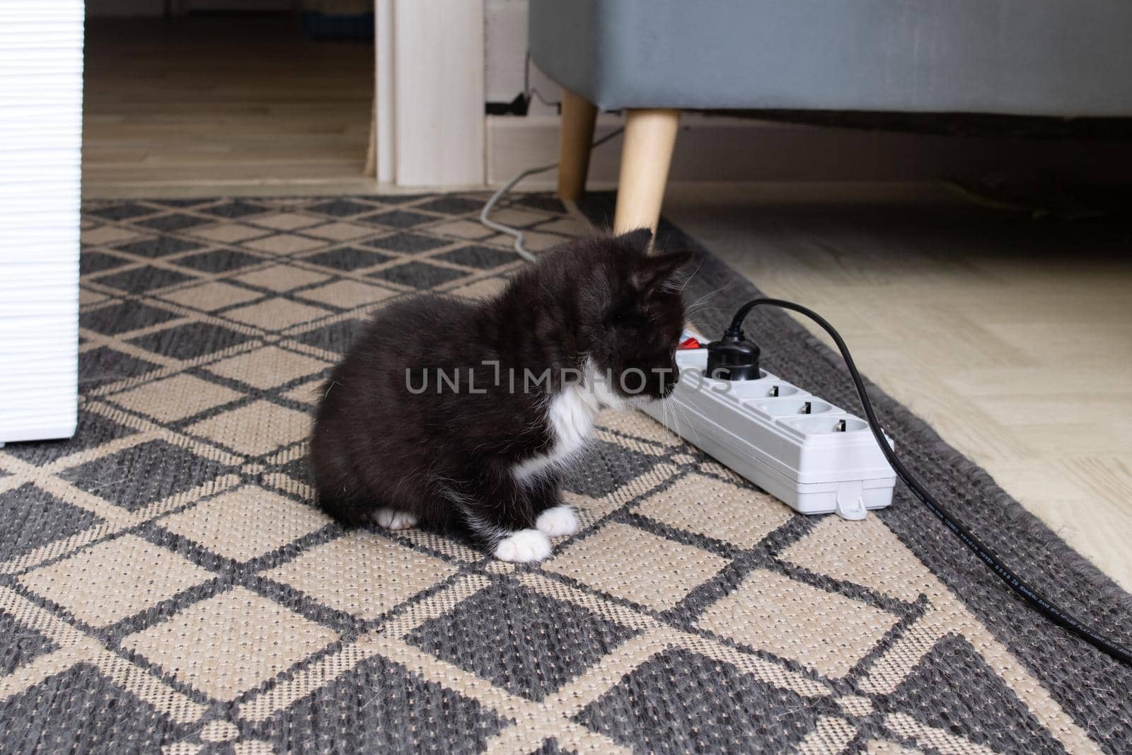A small kitten playing with extension cord with sockets close up