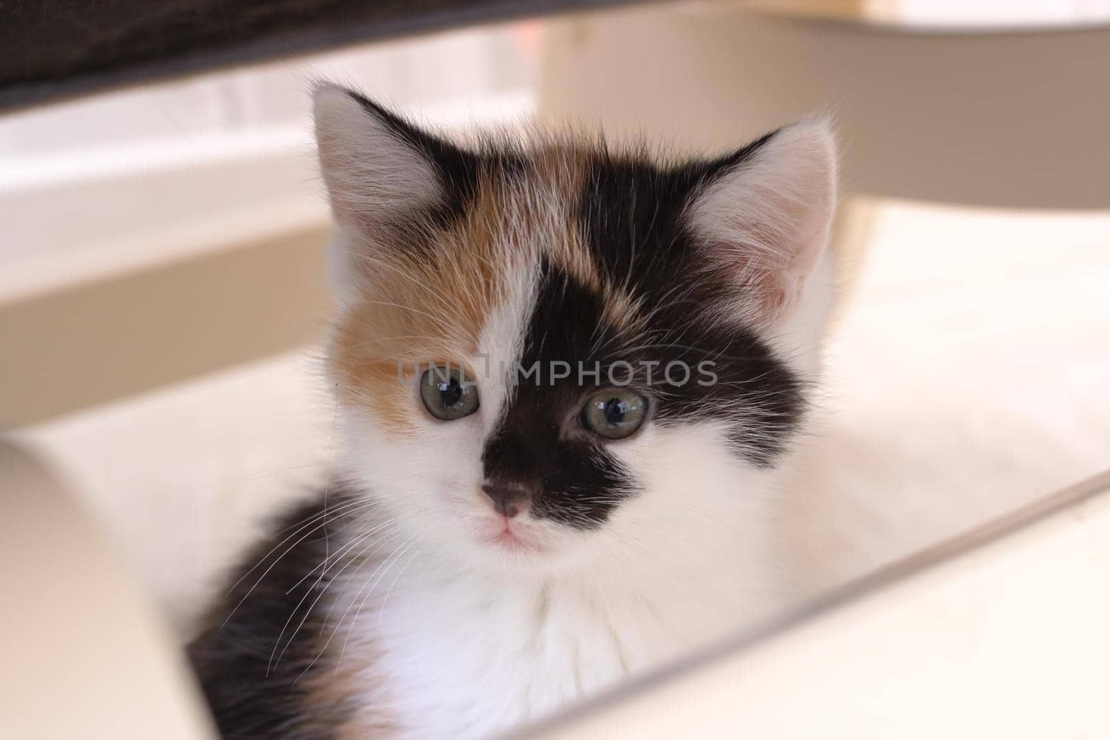 The head of a small tricolor kitten portrait close up