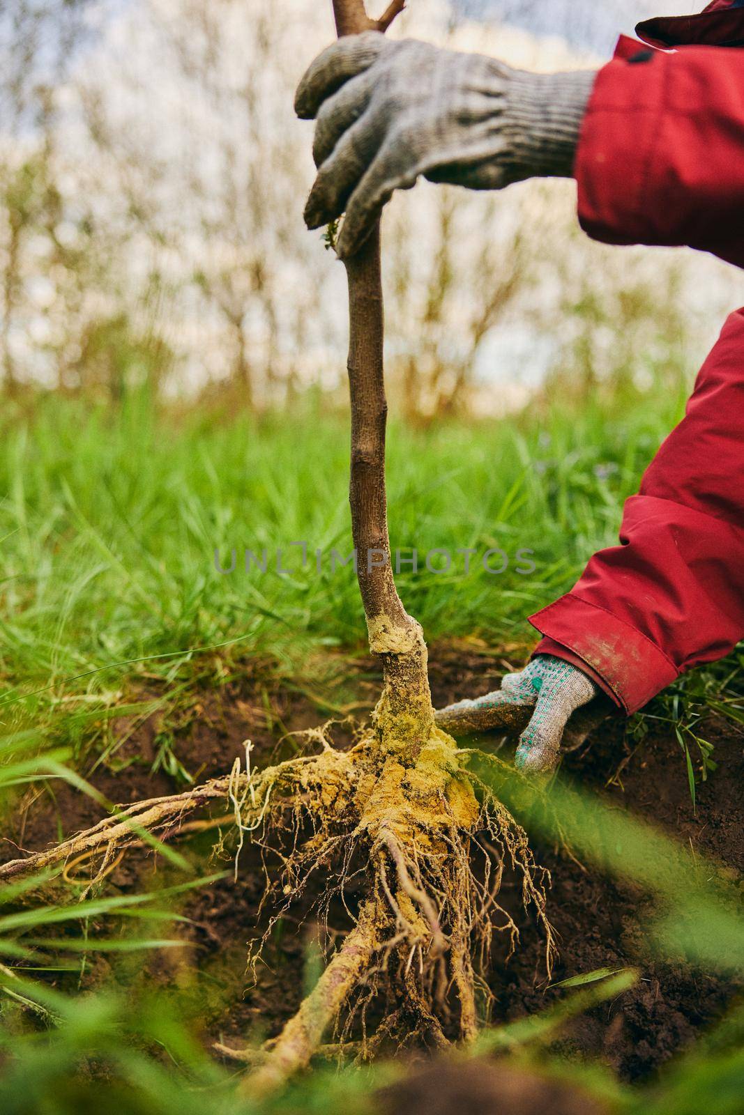 Setting the seedling to ground level when planting. new fruit tree in the garden. High quality photo