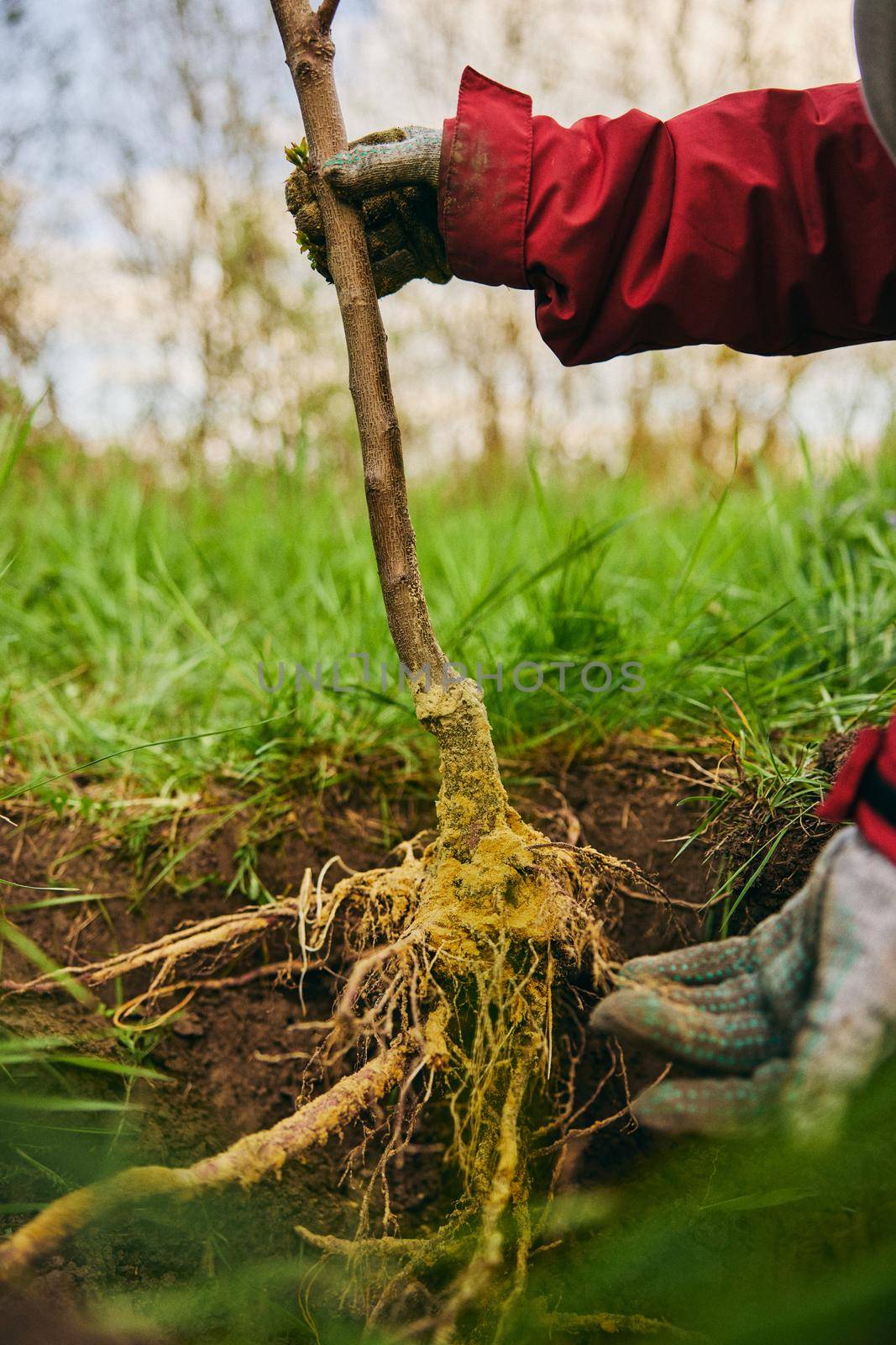 Young green plant with strong roots visible. High quality photo