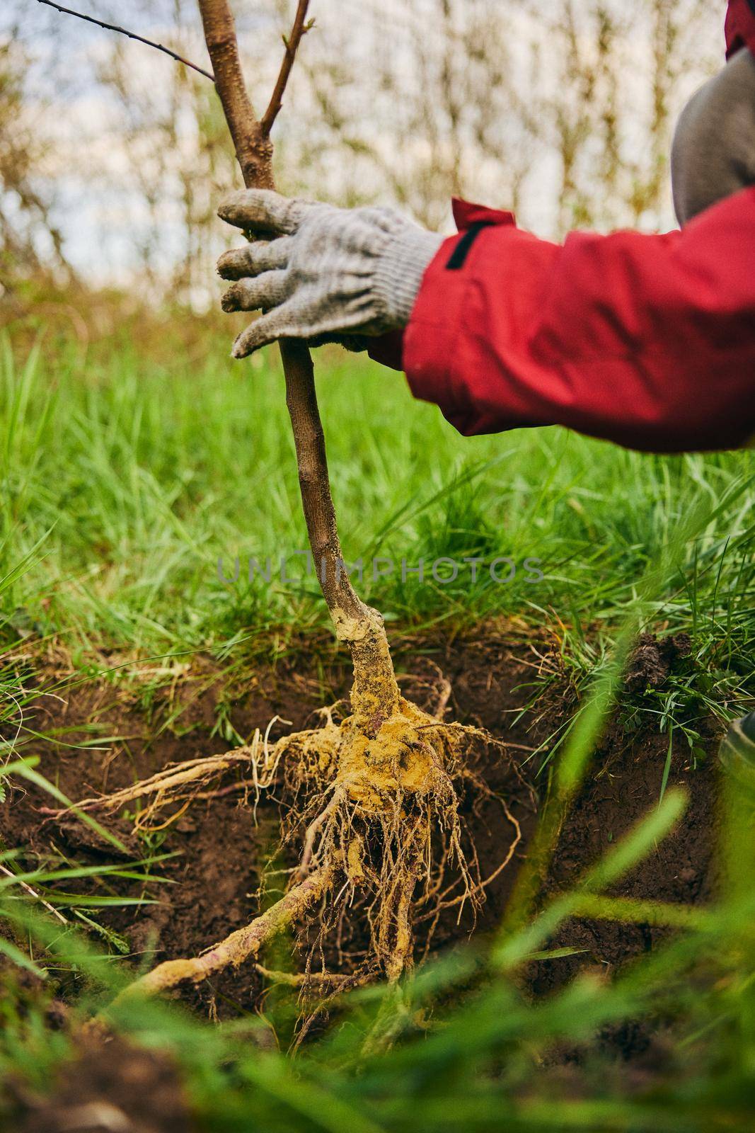 roots of a young plant when planted in the ground. High quality photo