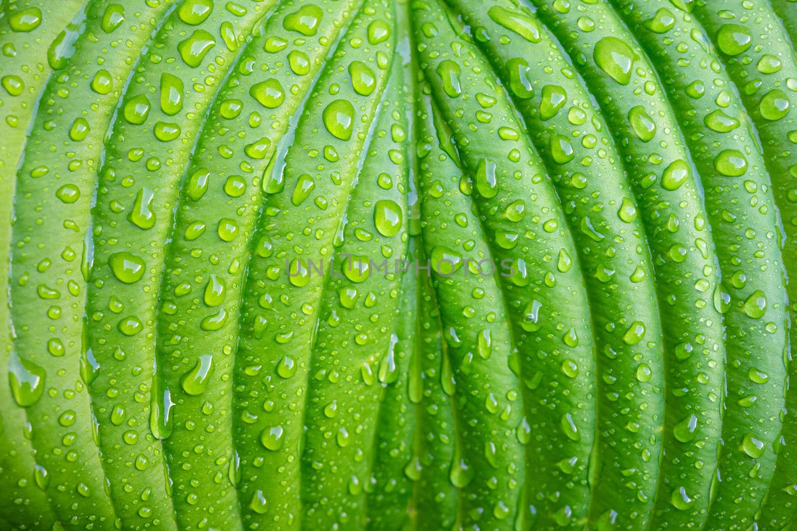 Green plant leaf with water drops after rain close-up by Serhii_Voroshchuk