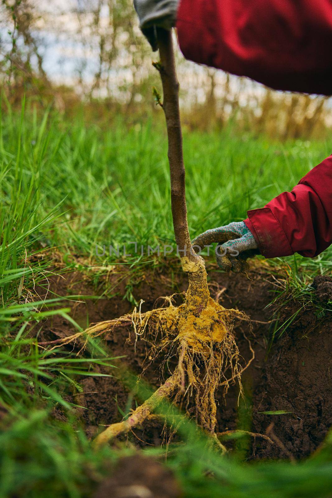 the roots of a young plant when planted in the ground in a deep hole. High quality photo