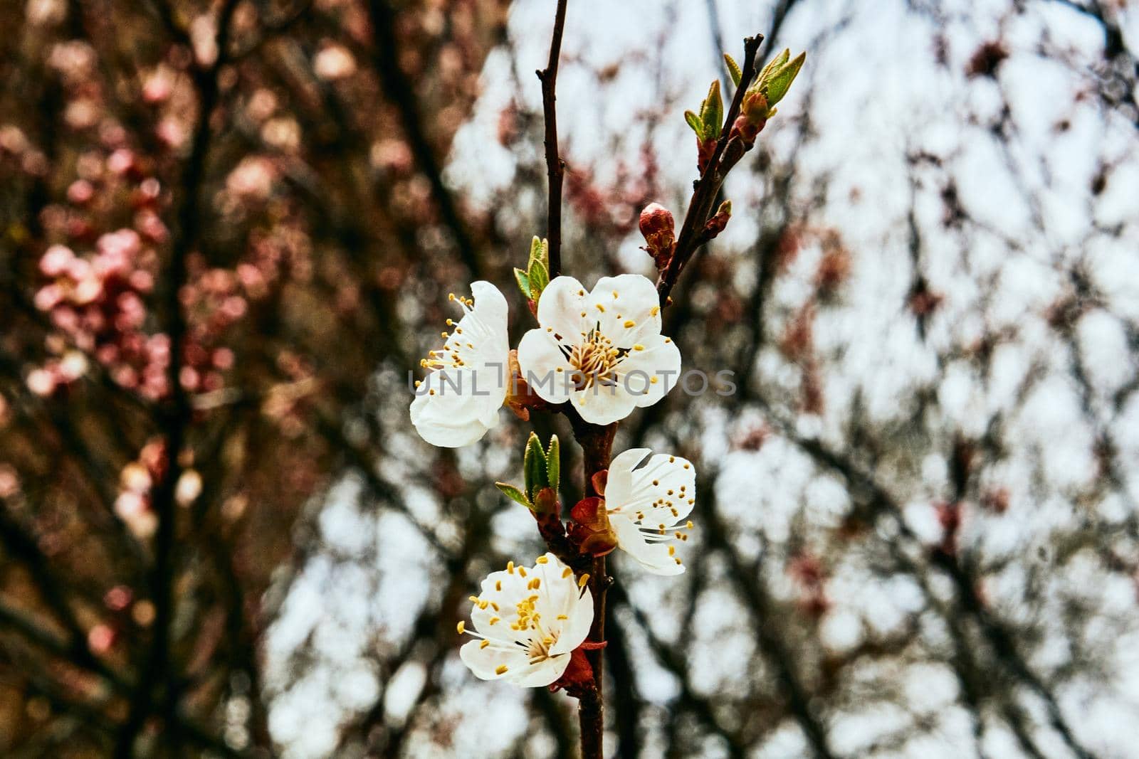 Beautiful red spring flowers against the blue sky. by jovani68