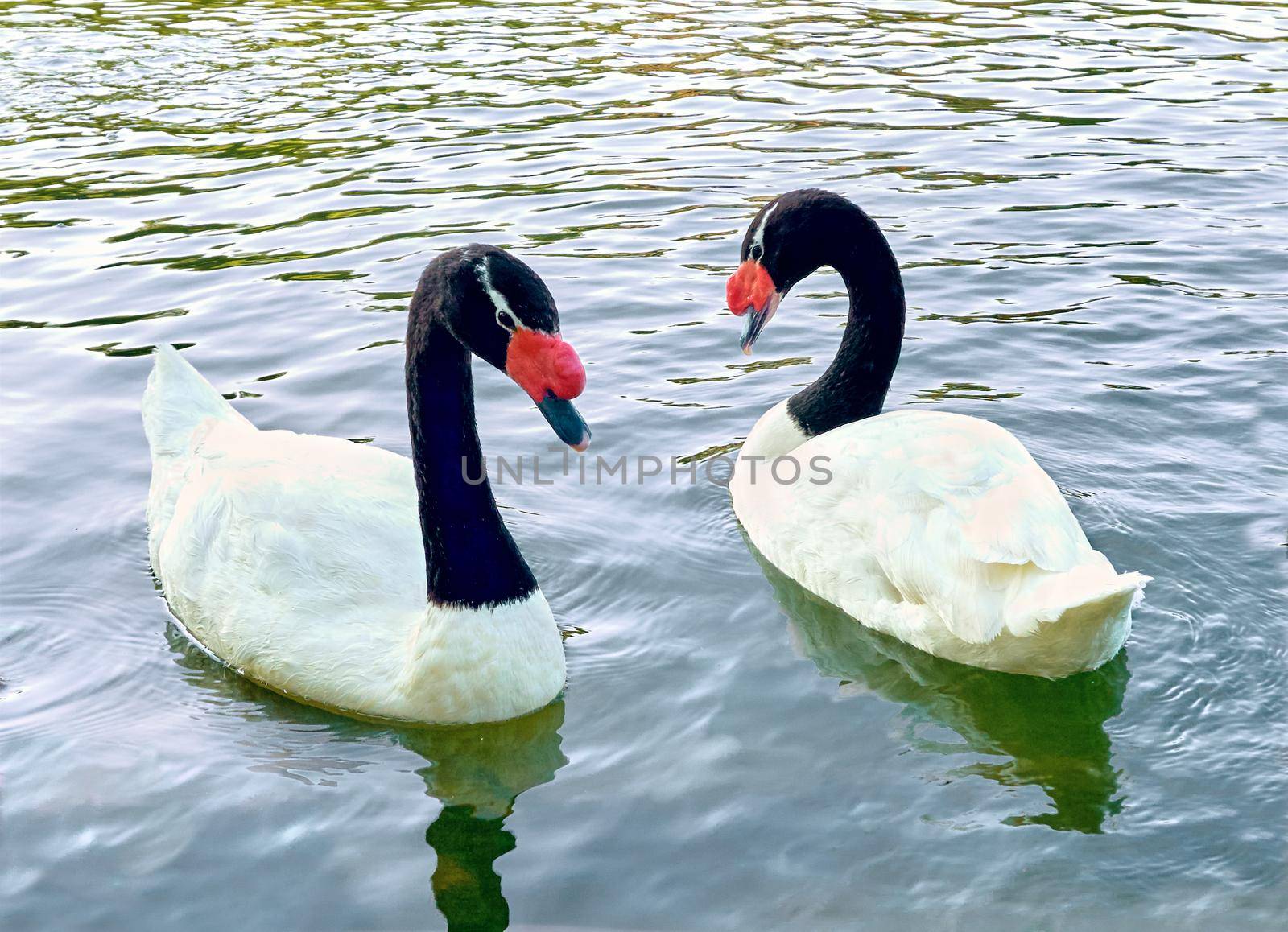 A loving couple of white swans with black and red heads swim in the water by jovani68