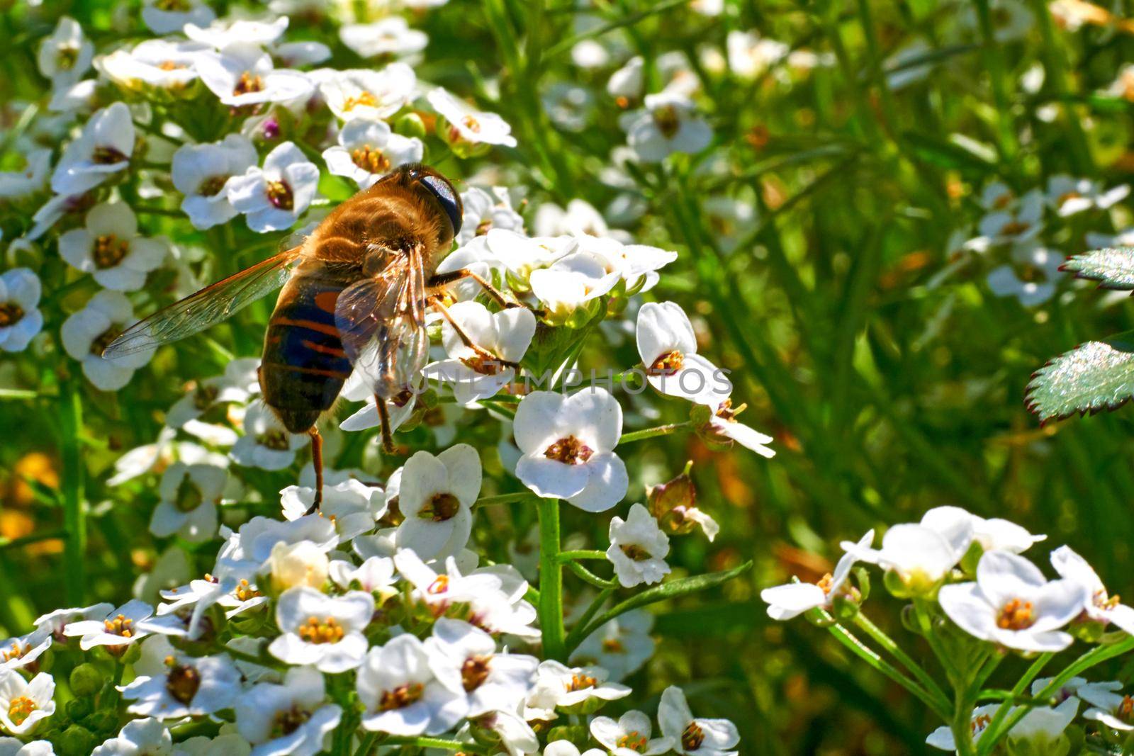 A worker bee collects honey on white fragrant flowers by jovani68