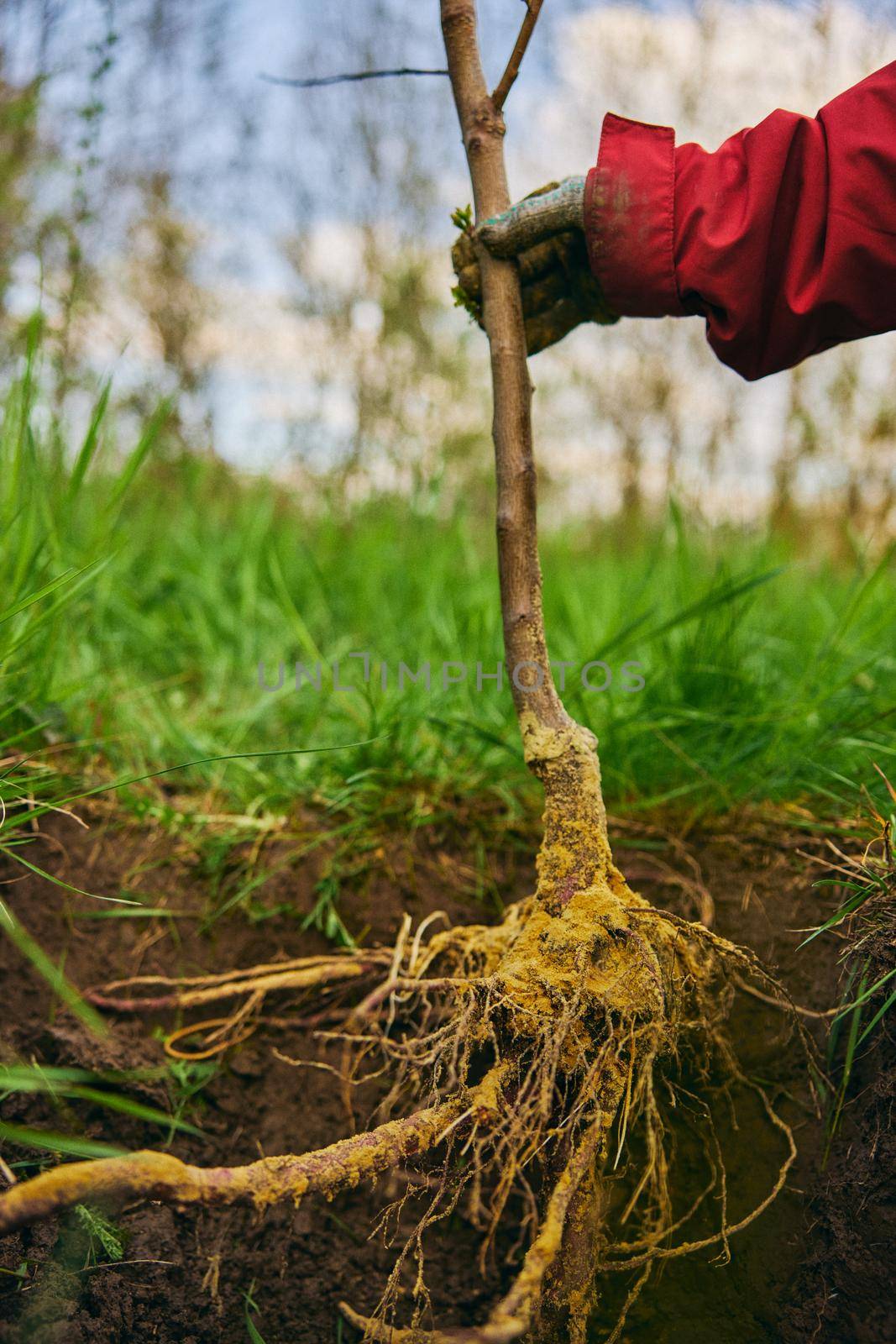 Front view of someone digging the ground making a deep trench in the ground. High quality photo