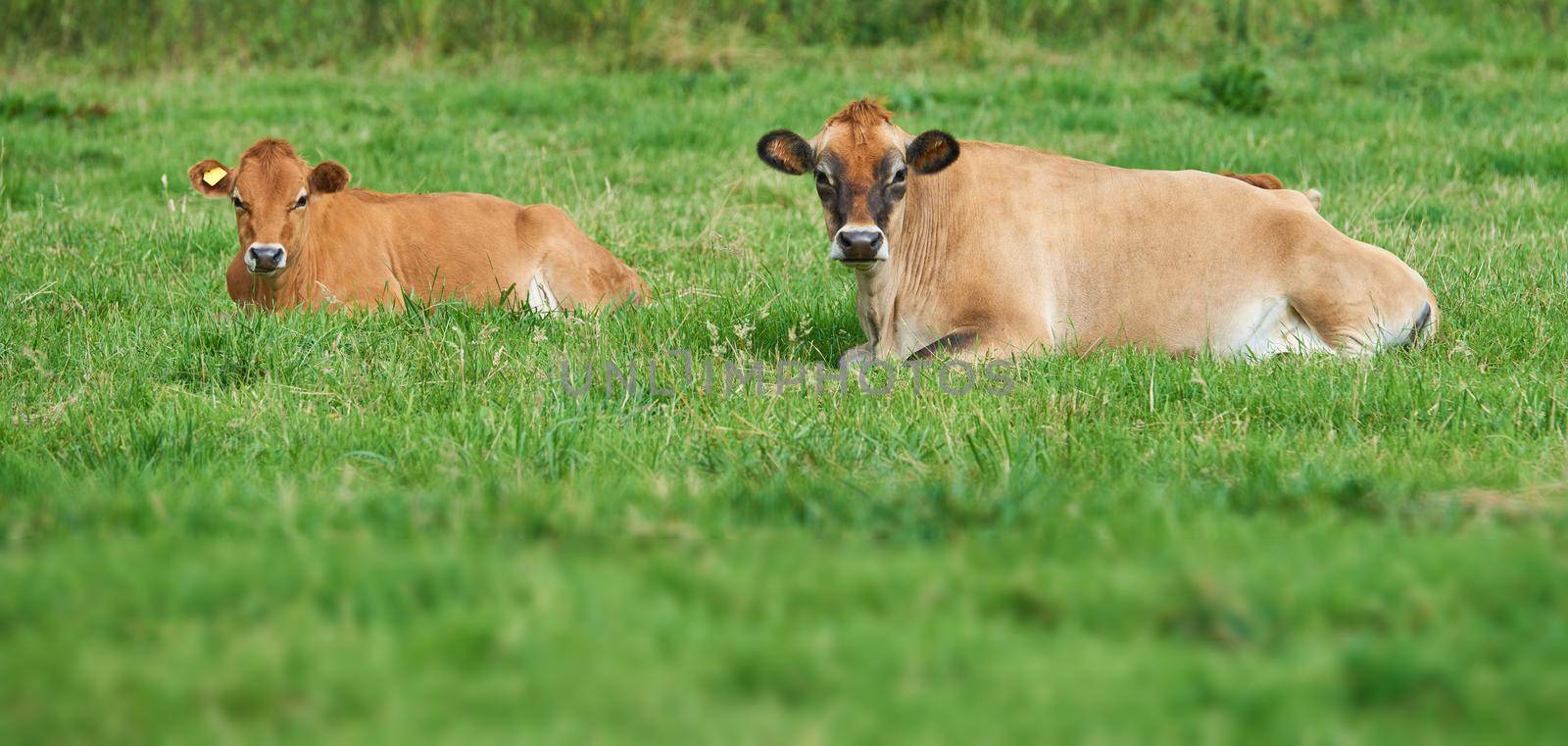 Two brown cow lying down on an organic green dairy farm in the countryside. Cattle or livestock in an open, empty and secluded grassy field or meadow. Animals in their natural environment in nature.