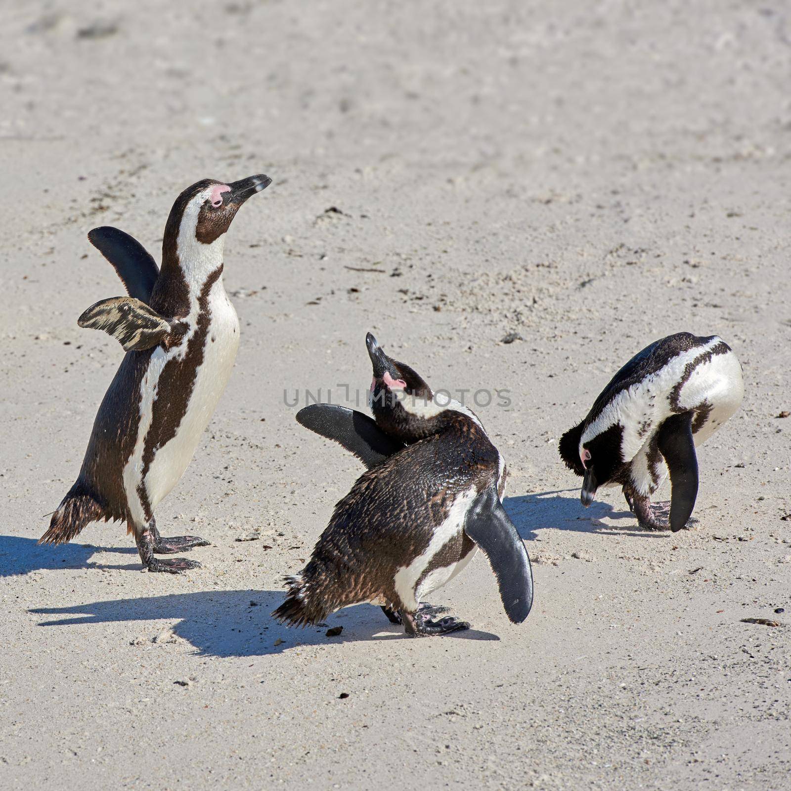 Penguins at Boulders Beach in South Africa. Birds playing and walking on the sand on a secluded and empty beach. Animals on a remote and secluded popular tourist seaside attraction in Cape Town.