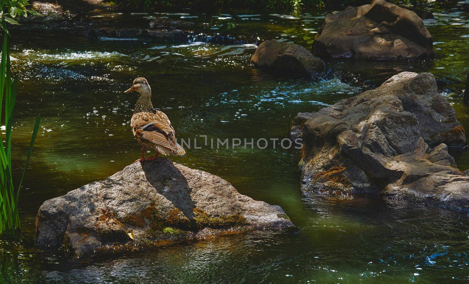 Wild brown duck walking on volcanic rocks on a river by jovani68