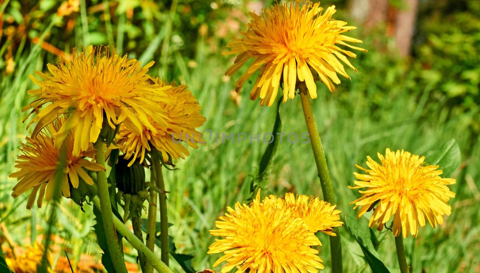 Wonderful dancing dandelions on the green of a warm lawn by jovani68