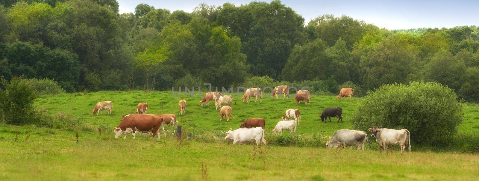 Herd of cows eating grass on a field in the rural countryside. Lush landscape with cattle animals grazing on a pasture in nature. Raising and breeding livestock on a ranch for beef and dairy industry by YuriArcurs