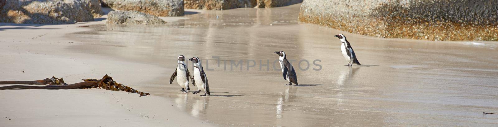 The landscape of the beach with penguins walking on the sand on a hot summer day. A small colony of arctic animals or birds outdoors on the ocean shore on a sunny afternoon at Boulders Beach.