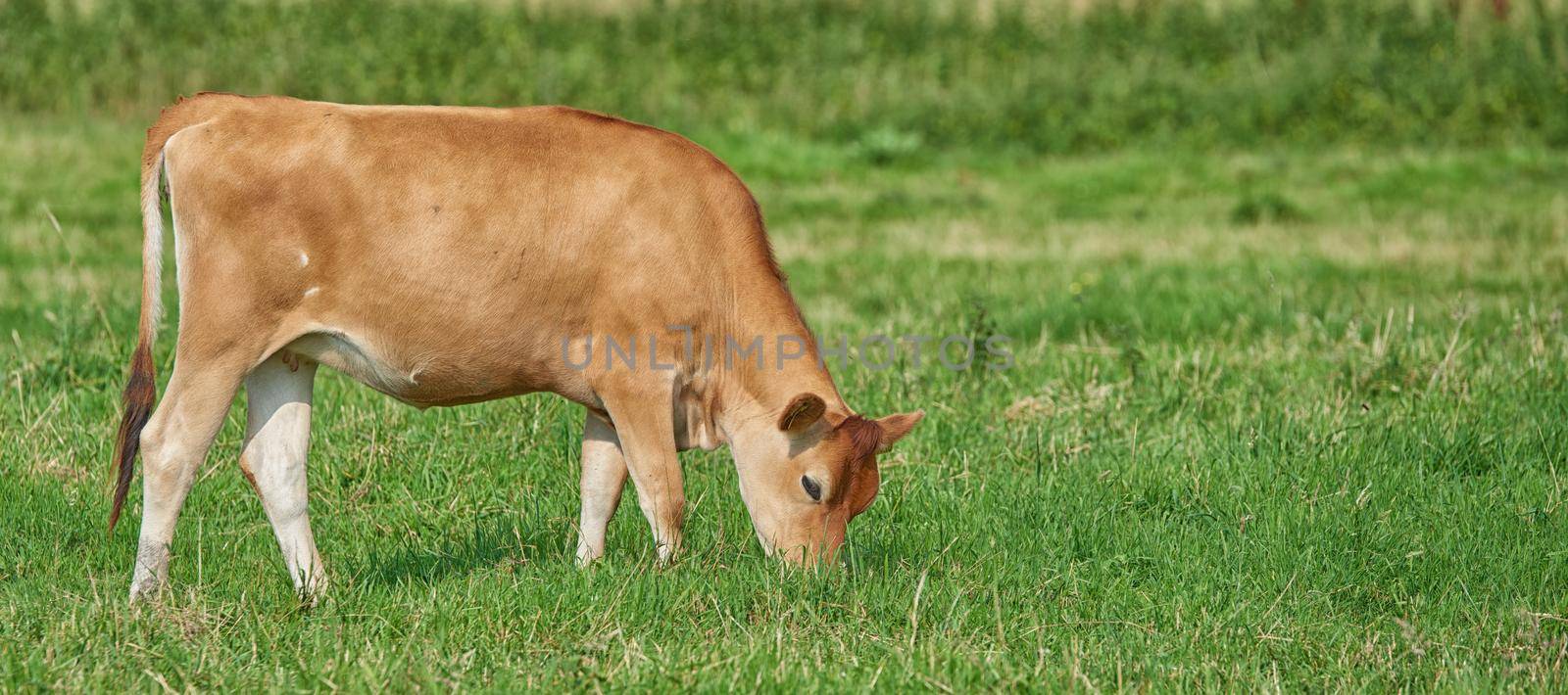 A brown cow grazing on an organic green dairy farm in the countryside. Cattle or livestock in an open, empty and vast grassy field or meadow. Bovine animals on agricultural and sustainable land by YuriArcurs