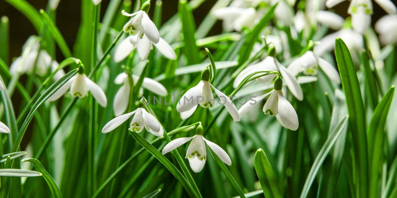 Closeup of white snowdrop flower or galanthus nivalis blossoming in nature during spring. Bulbous, perennial and herbaceous plant from the amaryllidaceae species thriving in a green garden outdoors by YuriArcurs
