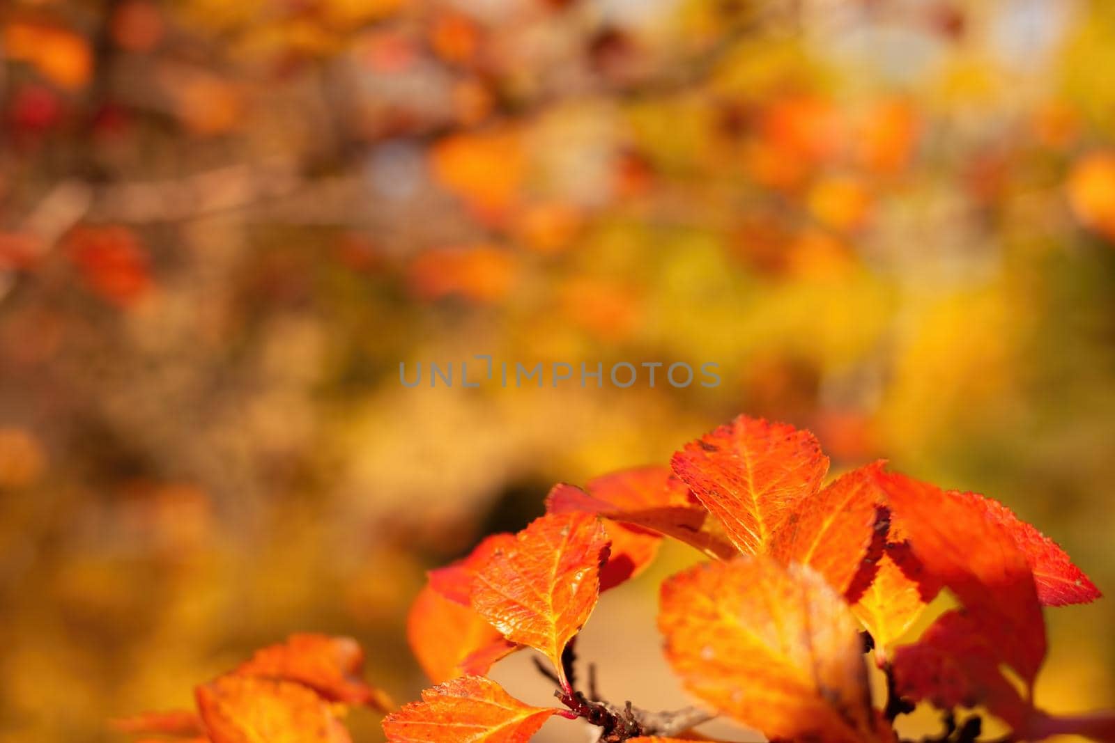 Bright red foliage of berry shrub on yellow blured background in the fall at sunny day, close up with copy cpase, selective focus