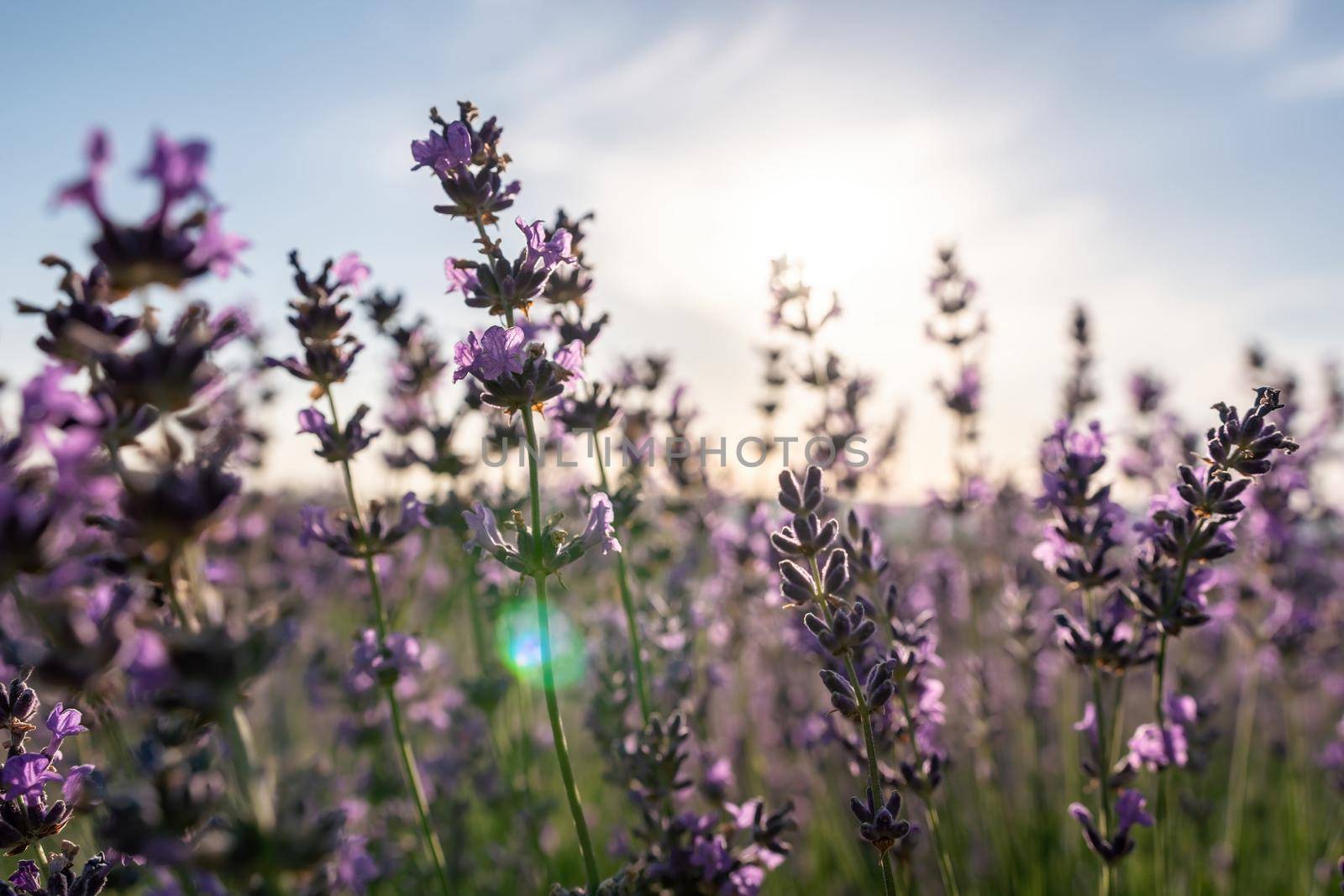 Close up Lavender flower blooming scented fields in endless rows on sunset. Selective focus on Bushes of lavender purple aromatic flowers at lavender fields Abstract blur for background. by panophotograph