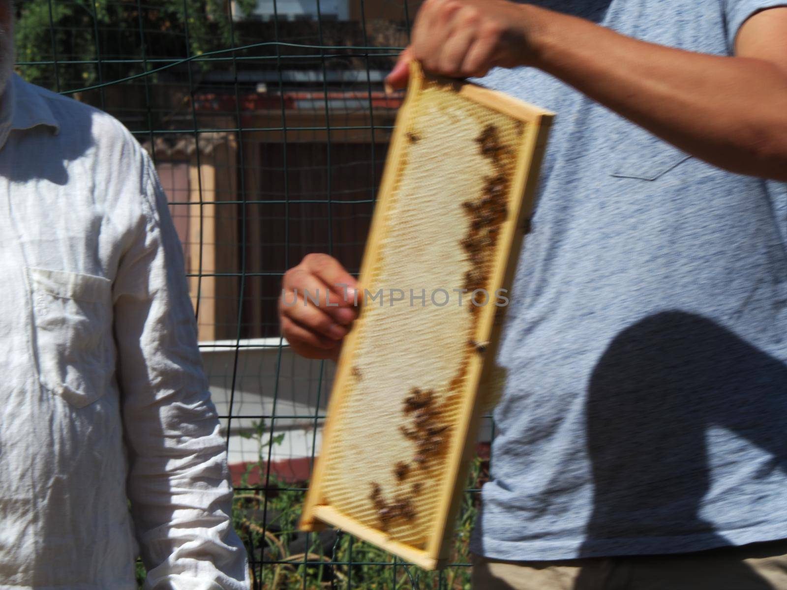 Master bee keeper pulls out a frame with honey from the beehive in the colony. by verbano