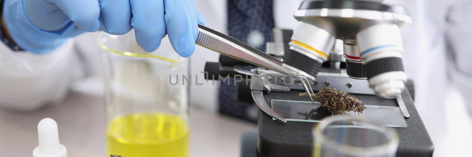 Close-up of scientist take dried cannabis with tweezer tool and put under microscope. Chemist work with hemp buds. Medicine, lab research, biology concept