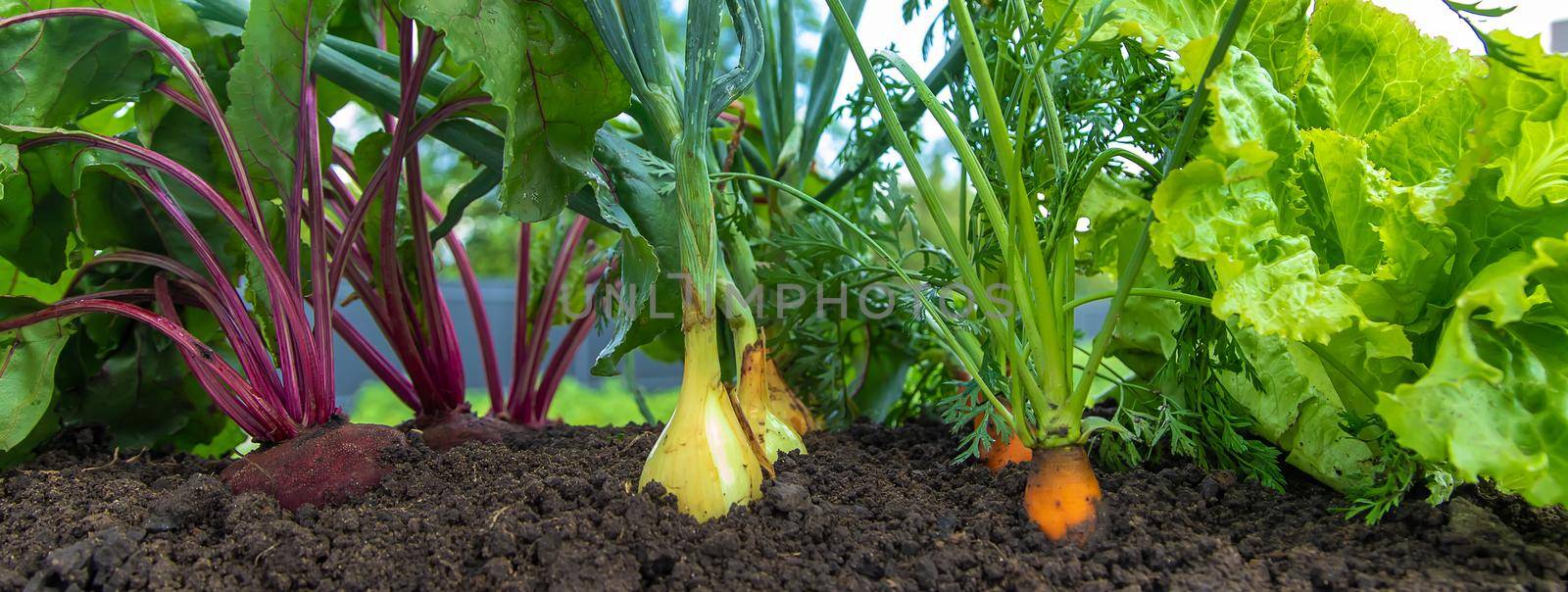 Vegetables grow in the garden. Selective focus. Food.
